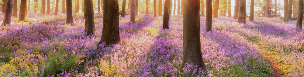 Walmsley Wilkinson are supporters of the Woodland Trust